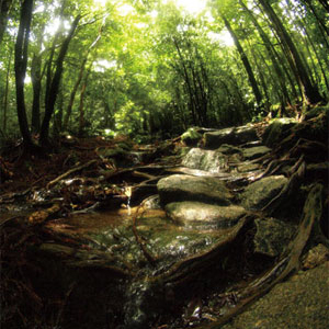 Yakushima -Water in the Forest- jacket